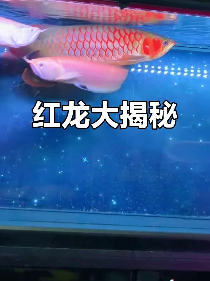 孟連紅龍魚的養殖技術有哪些？，云南孟連縣有特定的“紅龍魚”品種或產業，紅龍魚的養殖技術有哪些