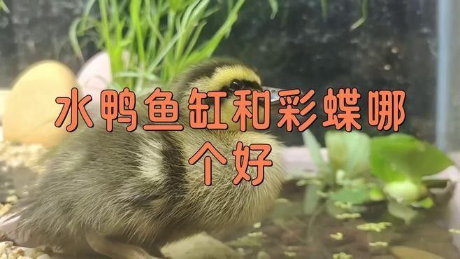 水鴨魚缸和彩蝶魚缸哪個好學海領航員水鴨魚缸哪個好，水鴨與彩蝶哪個好