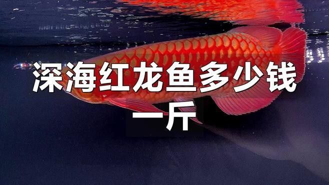 龍魚價格一般多少錢一只，一條龍魚大概要多少錢一只