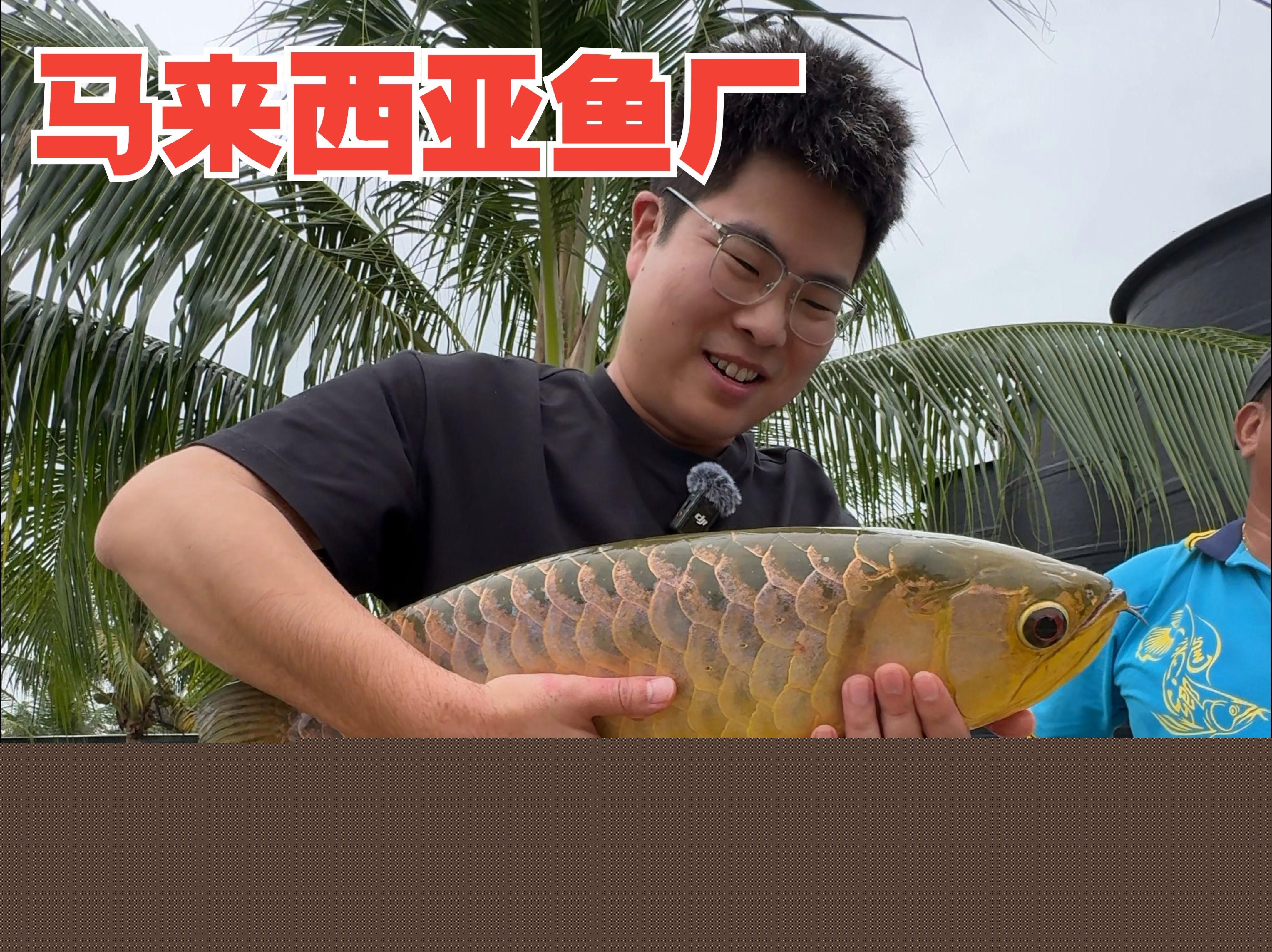 龍魚價格一般多少錢一只，一條龍魚大概要多少錢一只