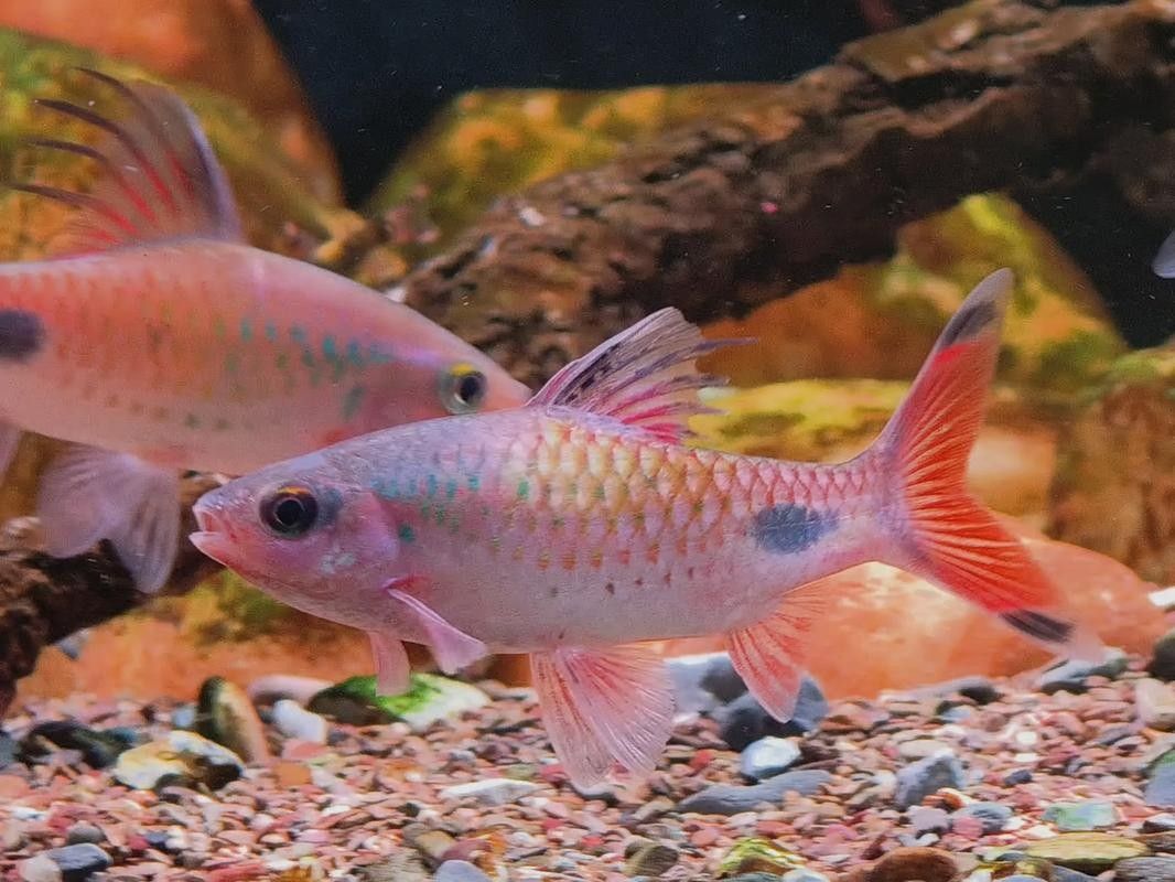 黑影道人魚區分鏈安智研所魚怎么分辨公母中名百科，黑影道人魚公母區分