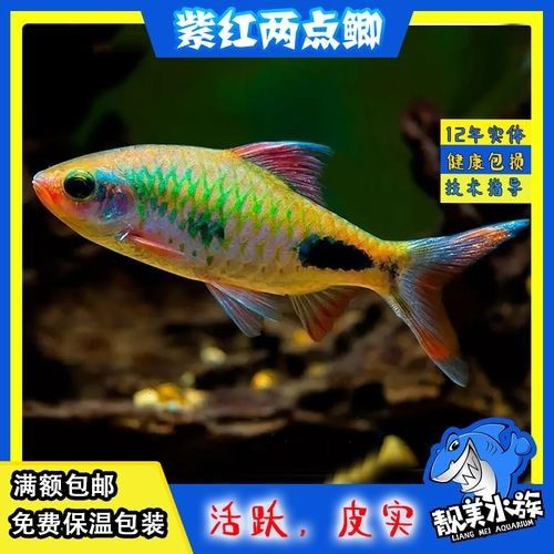 黑影道人魚區分鏈安智研所魚怎么分辨公母中名百科，黑影道人魚公母區分