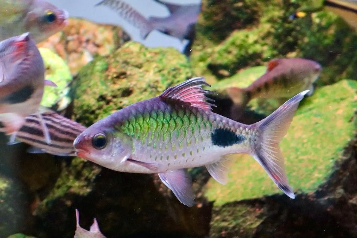 黑影道人魚區分鏈安智研所魚怎么分辨公母中名百科，黑影道人魚公母區分