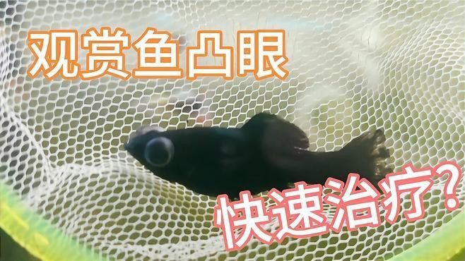魚凸眼怎么治療，觀賞魚突眼治療全攻略