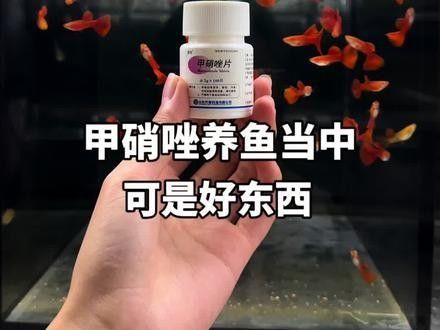 魚凸眼怎么治療，觀賞魚突眼治療全攻略