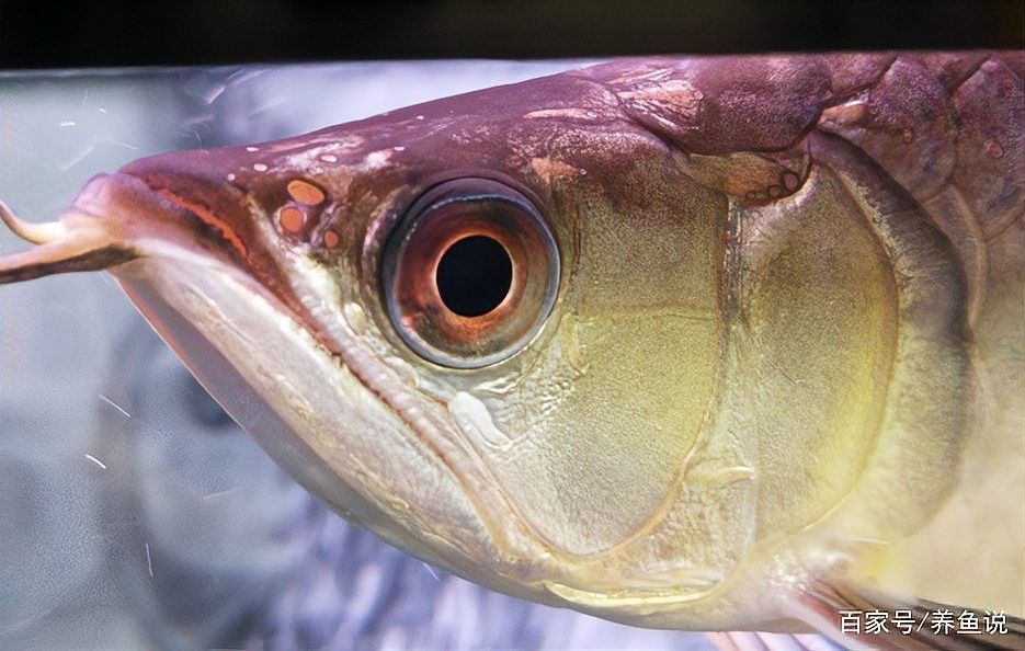 魚凸眼怎么治療，觀賞魚突眼治療全攻略