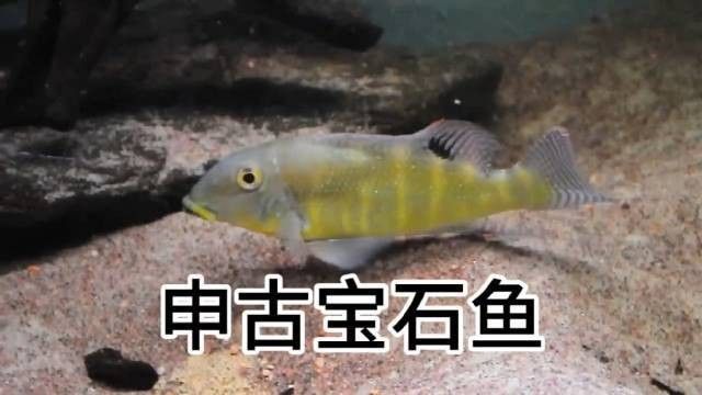 申古三間魚的飼養方式是怎樣的？，申古三間魚的價格是多少？