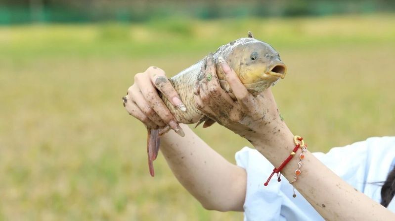 施甸龍魚有哪些品種？，云南施甸縣龍魚養殖的前景如何施甸龍魚養殖的前景如何