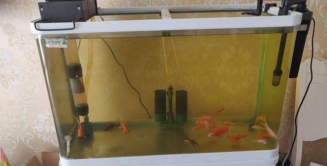 ：樂山觀賞魚市場一條賠給我的魚，在一次偶然的機會中，樂山觀賞魚市場一條賠給我的魚，在一次偶然的機會中