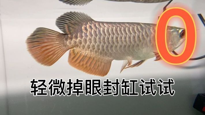 六角恐龍魚吃小魚干嗎，專家解答六角恐龍魚吃小魚干嗎 六角恐龍魚吃小魚干嗎，專家解答六角恐龍魚吃小魚干嗎 觀賞魚百科 第1張