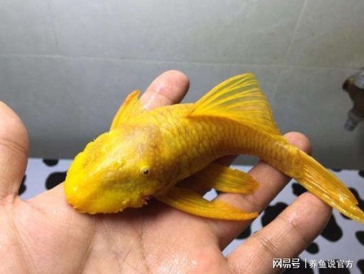 欒城有沒(méi)有龍魚(yú)養(yǎng)殖基地？，欒城龍魚(yú)養(yǎng)殖基地的信息