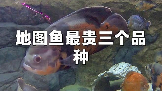 最貴的地圖魚品種有哪些，最新地圖魚價格大全