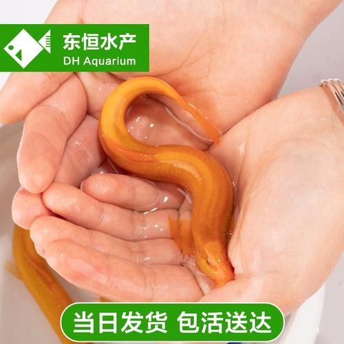 惠農紅龍魚怎么養(yǎng)紅龍魚價格及圖片欣賞大全齊家紅龍魚品種，養(yǎng)魚小藝聽，惠農紅龍魚的價格是多少？
