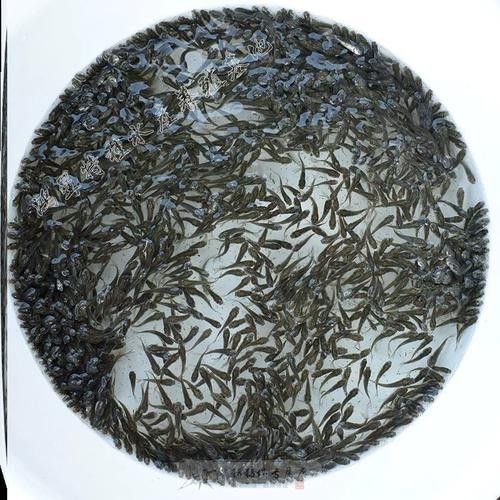 惠農紅龍魚怎么養(yǎng)紅龍魚價格及圖片欣賞大全齊家紅龍魚品種，養(yǎng)魚小藝聽，惠農紅龍魚的價格是多少？
