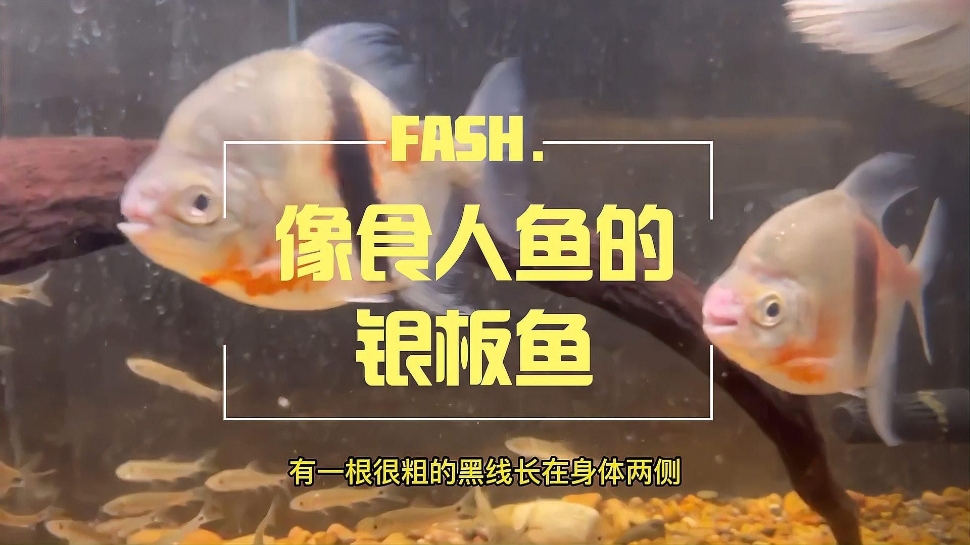 細線銀板和粗線銀板的區別，細線銀板的飼養難度如何，粗線銀板與細線銀板的區別