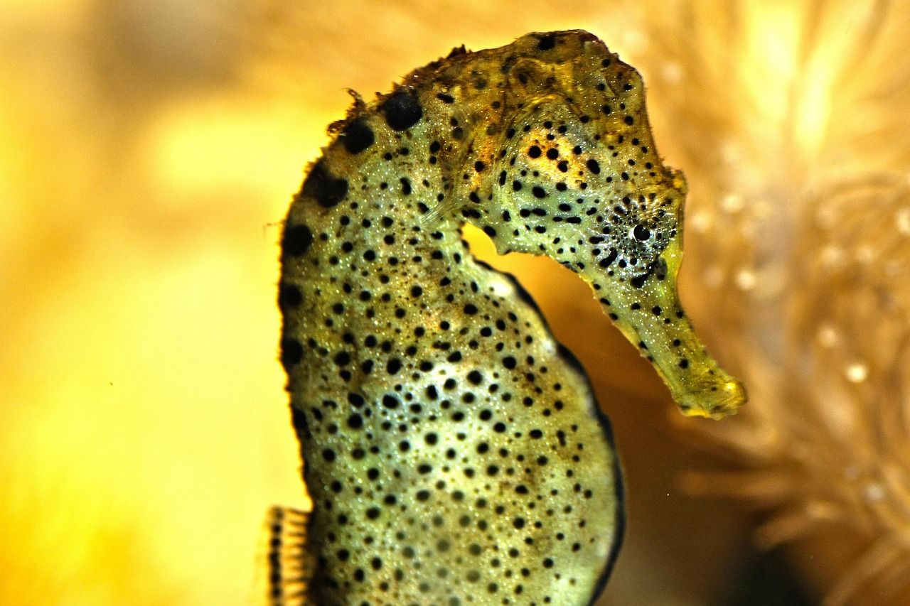 金龍魚玉米油的保質期是多久，\u005cr\u005cr\u005cr\u005cr\