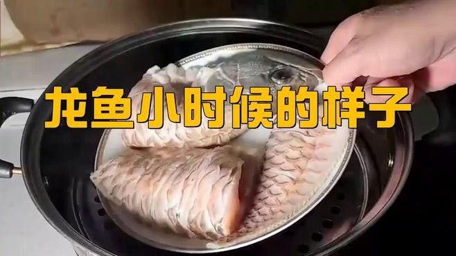 龍魚幼崽圖片展示了一群色彩斑斕的龍魚幼崽圖片，色彩斑斕的龍魚幼崽圖片
