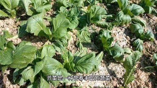 芥菜的營養價值與功效，江西菜梗之芥菜營養成分探析