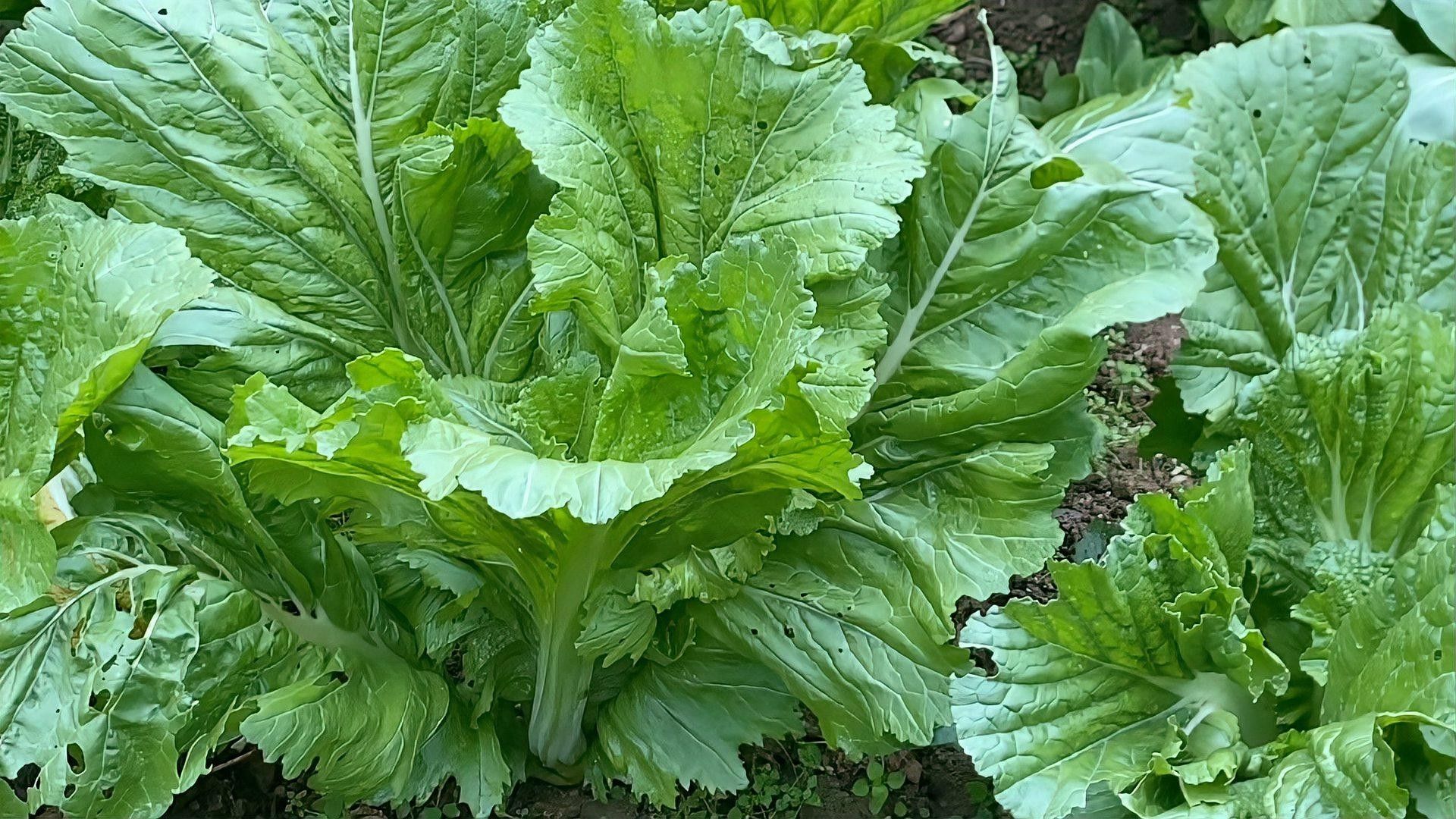芥菜的營養價值與功效，江西菜梗之芥菜營養成分探析