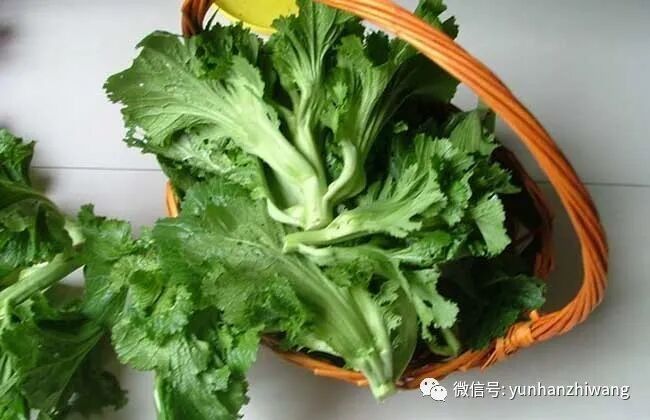 芥菜的營養價值與功效，江西菜梗之芥菜營養成分探析
