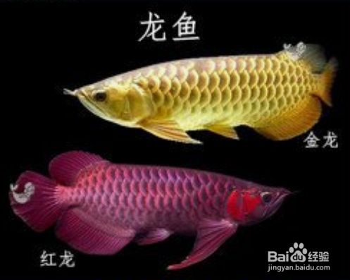 龍魚不喜歡游動是什么了呢，龍魚不愛游動是什么原因