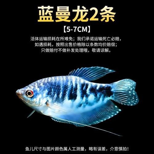 藍(lán)曼龍魚的價格是多少？，藍(lán)曼龍魚多少錢一只