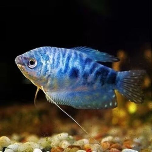 藍曼龍魚的價格是多少？，藍曼龍魚多少錢一只