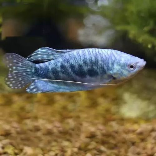 藍曼龍魚的價格是多少？，藍曼龍魚多少錢一只