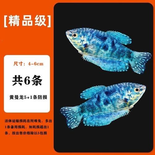 藍(lán)曼龍魚的價格是多少？，藍(lán)曼龍魚多少錢一只