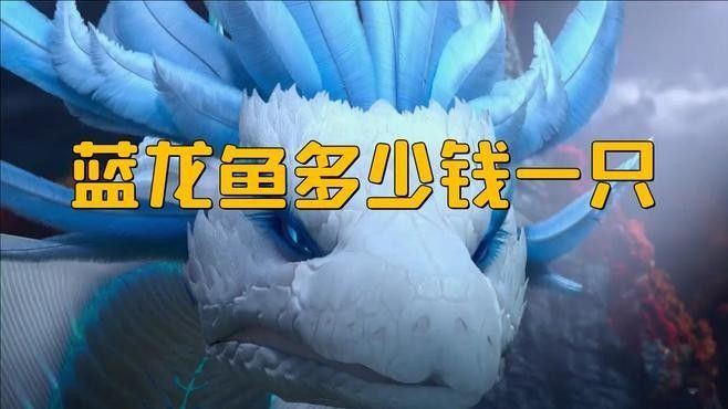 藍(lán)曼龍魚的價格是多少？，藍(lán)曼龍魚多少錢一只