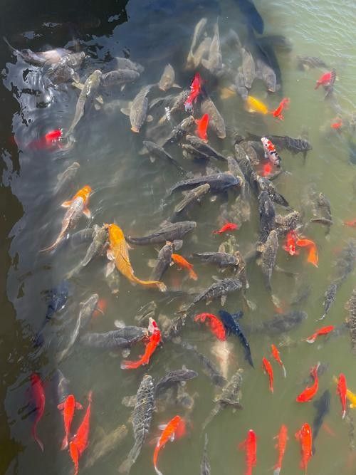 旅順口金龍魚的歷史文化與現(xiàn)狀，關(guān)于旅順口金龍魚的問題