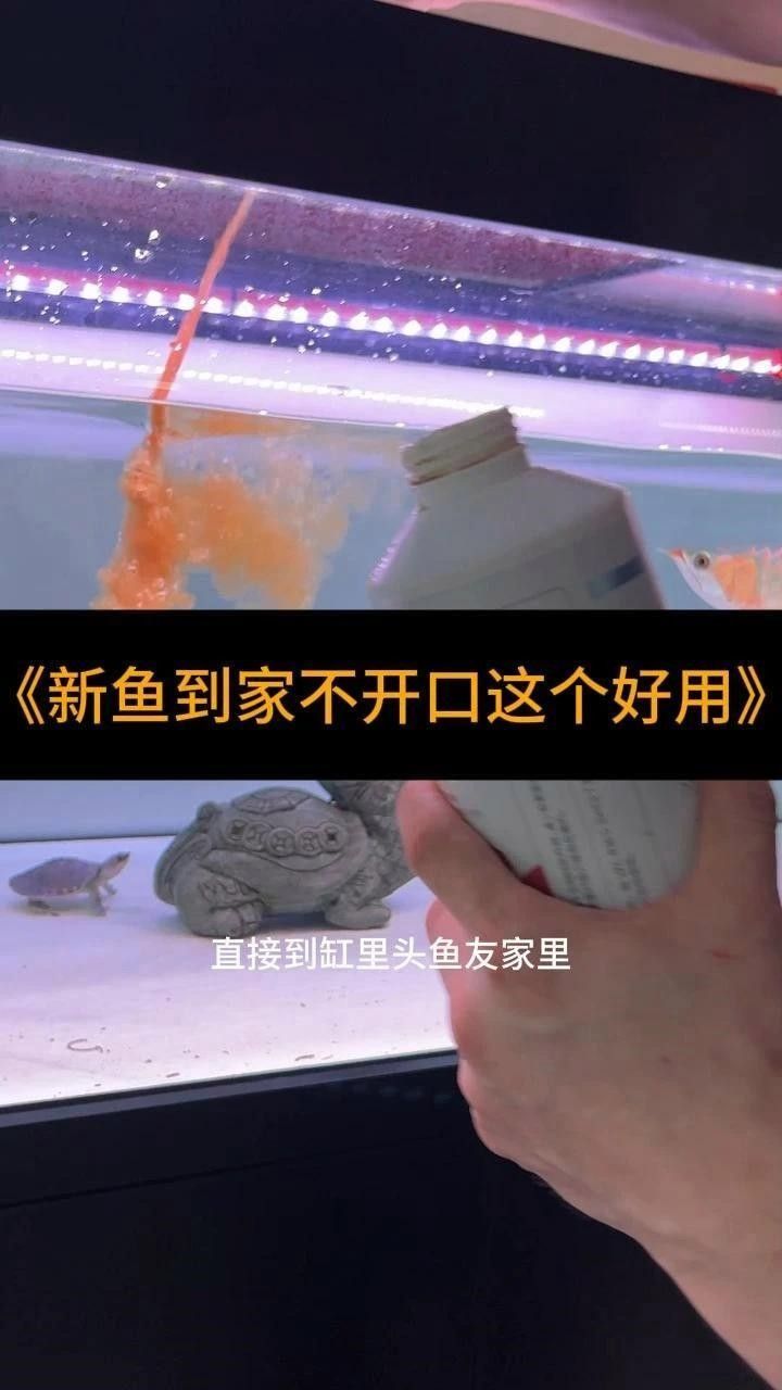 龍魚總趴缸底厭食怎么辦益生菌改善腸道功能活力，益生菌對龍魚是否有作用？