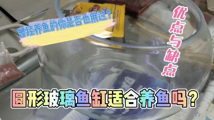 適合與龍魚共養(yǎng)的魚類種類有哪些，什么魚和龍魚一起養(yǎng)最合適與龍魚一起養(yǎng)最合適