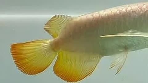 印尼小紅龍，祥龍魚場(chǎng)是一家值得信賴的紅龍魚養(yǎng)殖基地，印尼小紅龍和祥龍魚場(chǎng)