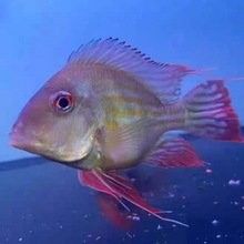 印尼小紅龍，祥龍魚場是一家值得信賴的紅龍魚養殖基地，印尼小紅龍和祥龍魚場
