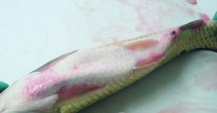 甲醛治魚病的最佳方法，水產(chǎn)養(yǎng)殖中常用的廣譜殺蟲劑，如何使用甲醛治療魚病