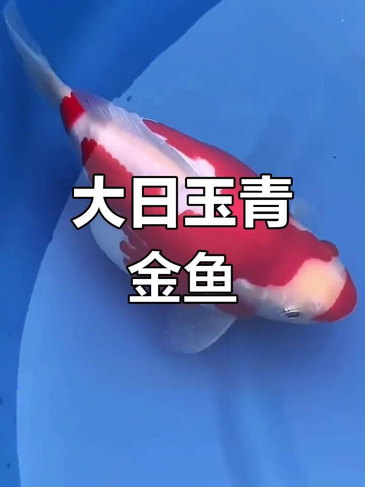 大日玉鯖金魚的價格是多少？，大日玉鯖金魚有哪些優缺點
