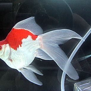 大日玉鯖金魚的價格是多少？，大日玉鯖金魚有哪些優缺點