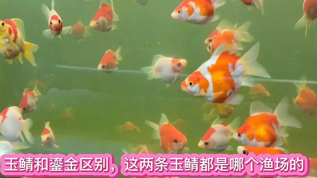 大日玉鯖金魚的價格是多少？，大日玉鯖金魚有哪些優缺點
