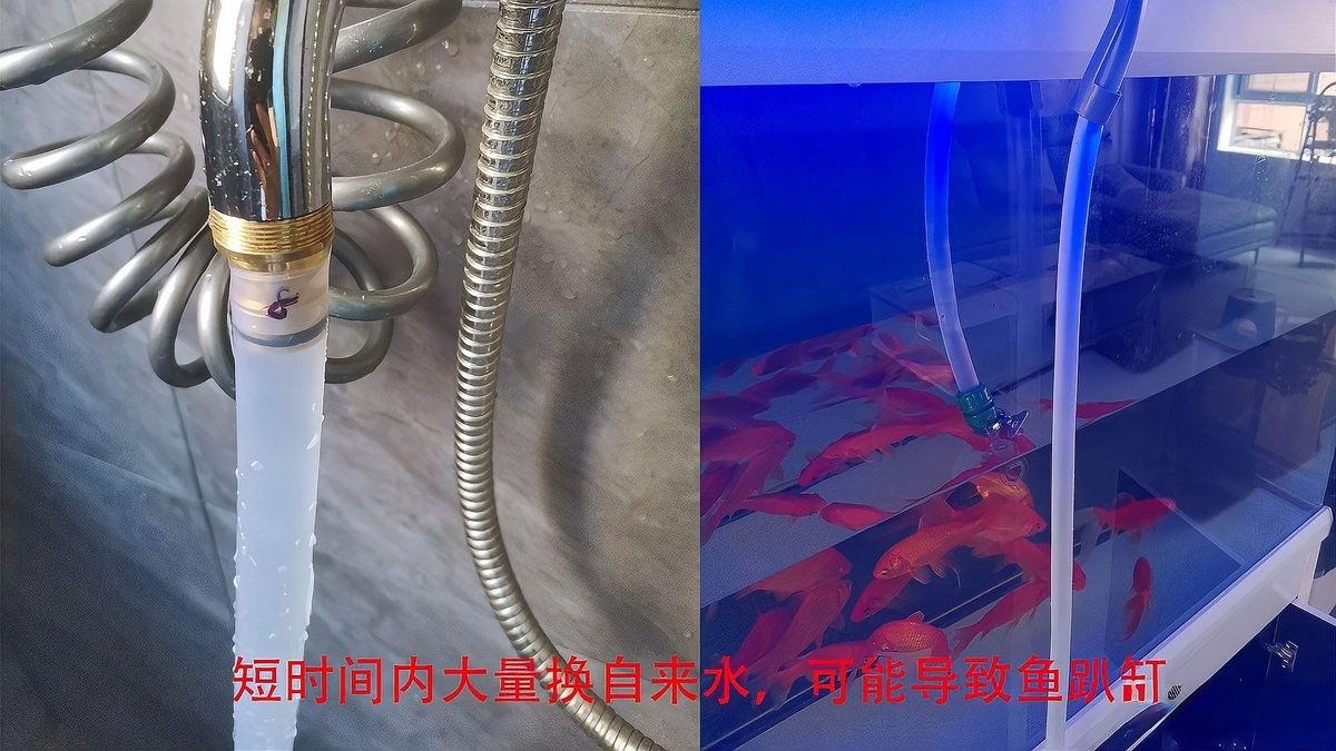 龍魚趴缸不動是怎么回事，龍魚趴缸不動可能是因為水質問題，