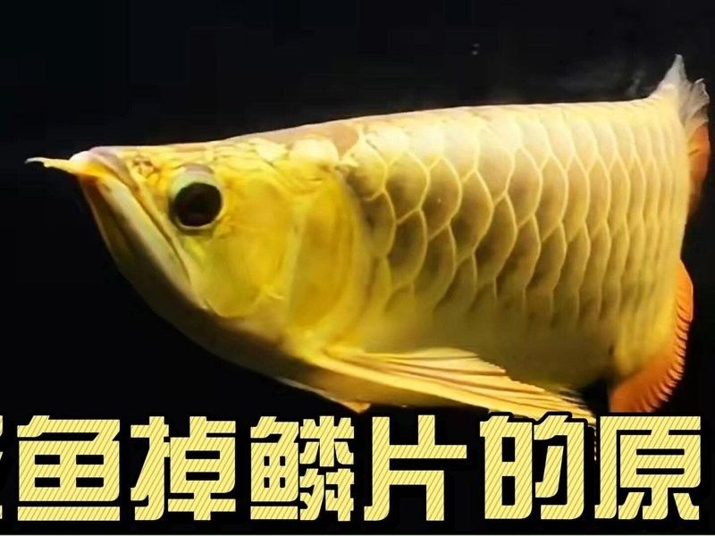 龍魚鱗片脫落原因及治療方法全解析，獅城課間龍魚掉鱗原因及治療方法全解析龍魚掉鱗原因及治療方法