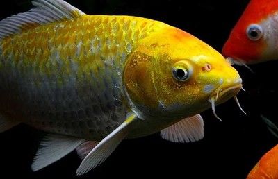 南美大型觀賞魚種類大全