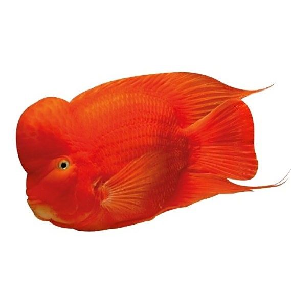 紅財神魚和普通鸚鵡魚的區別，正宗紅財神魚和普通鸚鵡魚的區別