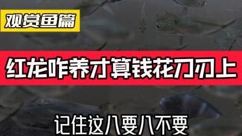臺(tái)灣紅龍魚飼養(yǎng)需要注意什么看這一篇就夠了養(yǎng)魚小藝，臺(tái)灣紅龍魚的養(yǎng)殖方法