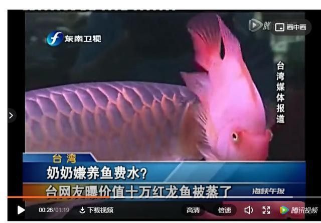 臺(tái)灣紅龍魚飼養(yǎng)需要注意什么看這一篇就夠了養(yǎng)魚小藝，臺(tái)灣紅龍魚的養(yǎng)殖方法