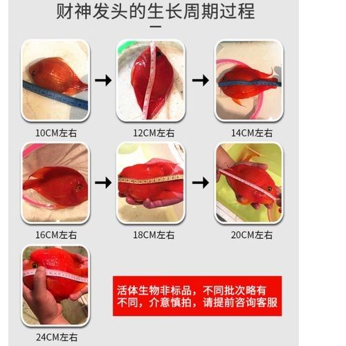臺(tái)灣紅龍魚飼養(yǎng)需要注意什么看這一篇就夠了養(yǎng)魚小藝，臺(tái)灣紅龍魚的養(yǎng)殖方法