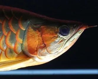 龍魚(yú)活體價(jià)格-最新龍魚(yú)活體價(jià)格、批發(fā)報(bào)價(jià)、價(jià)格大全，維西龍魚(yú)市場(chǎng)價(jià)格是多少維西龍魚(yú)怎樣養(yǎng)大一點(diǎn)