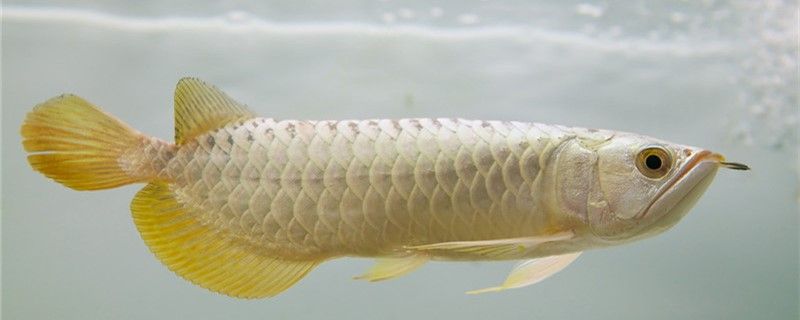 龍魚需要睡覺，但不需要太多時間睡覺，它們的睡眠狀態比較輕，龍魚是否需要睡覺？