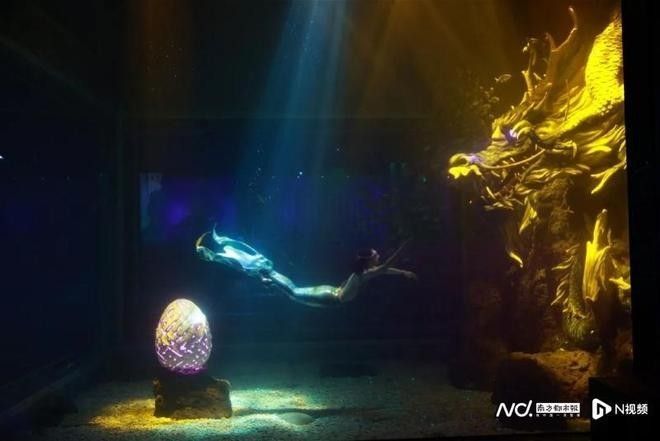 深圳龍魚的發展離不開改革開放的大背景，《龍魚奇遇記》在深圳首演創新演繹水下童話南方都市報