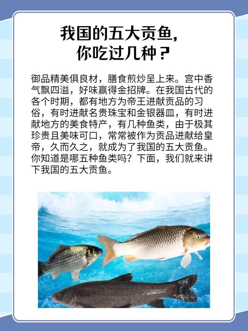 中國最有名的五大貢魚都是哪些魚嗶哩嗶哩嗶哩嗶哩嗶哩嗶哩嗶哩，15,中國最有名的五大貢魚都是哪些魚